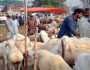 کراچی میں غیر قانونی مویشی منڈیوں اور سڑک کنارے جانوروں کی خرید و فرخت پر پابندی عائد