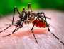 موسم بدلتے ہی ملک میں ڈینگی کے کیسز میں اضافہ